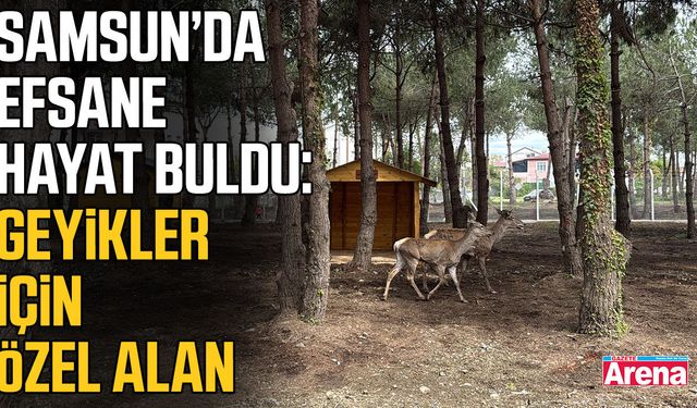 Samsun'da geyik yaşam alanı oluşturuldu