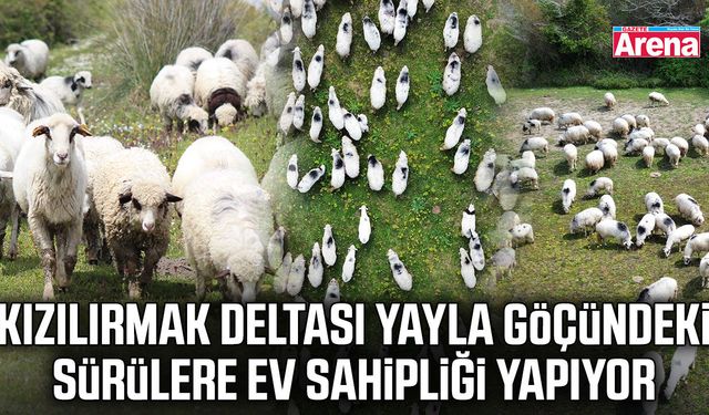 Kızılırmak Deltası yayla göçü mesaisi