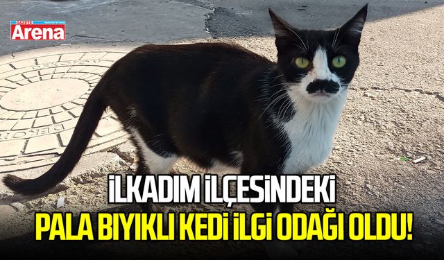 İlkadım İlçesindeki pala bıyıklı kedi ilgi odağı oldu