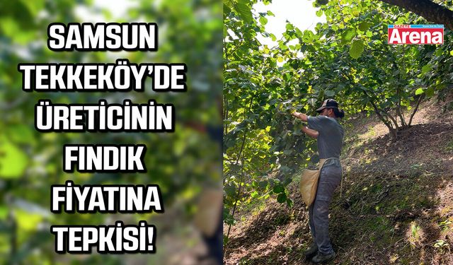 Samsun Tekkeköy'de üreticinin  fındık fiyatlarına tepkisi