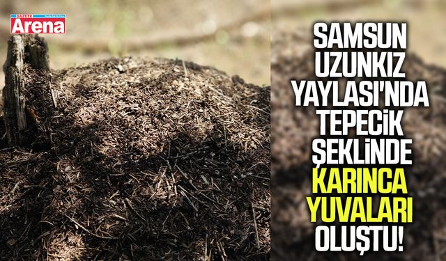 Samsun Uzunkız Yaylası'nda tepecik şeklinde karınca yuvaları oluştu