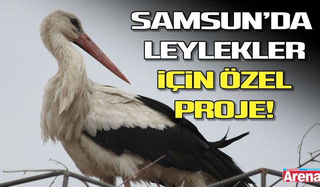 Samsun’da leylekler için özel proje