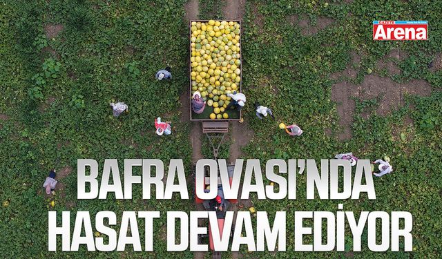 Bafra Ovasında hasat devam ediyor