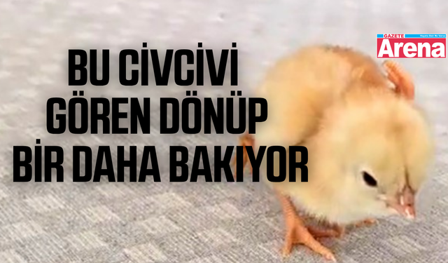 Dört ayaklı civciv görenleri şaşırttı
