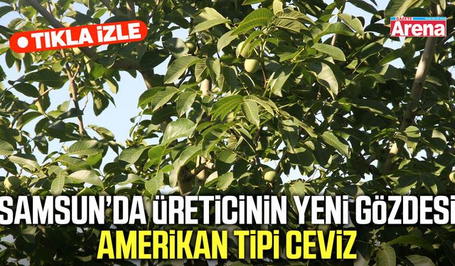 Samsun’da üreticinin yeni gözdesi amerikan tipi ceviz