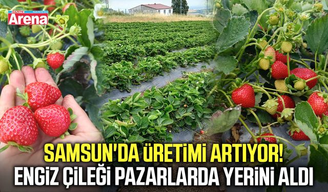 Samsun'da üretimi artıyor! Engiz çileği pazarlarda yerini aldı