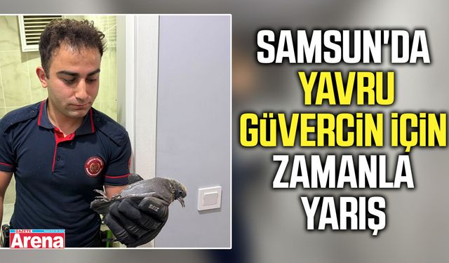 Samsun'da yavru güvercin için zamanla yarış