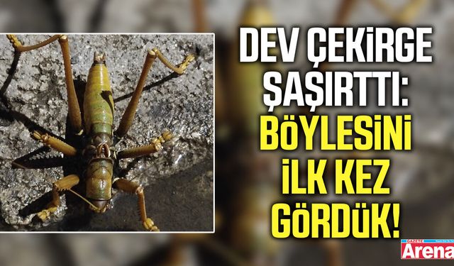 Dev çekirge şaşırttı: Böylesini ilk kez gördük!