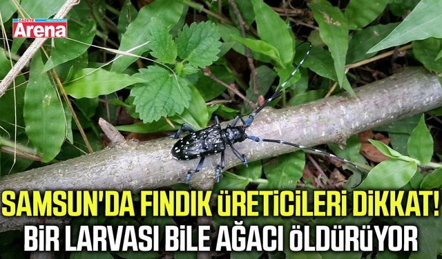 Samsun'da fındık alarmı! Ağaçları içten içe kurutuyor