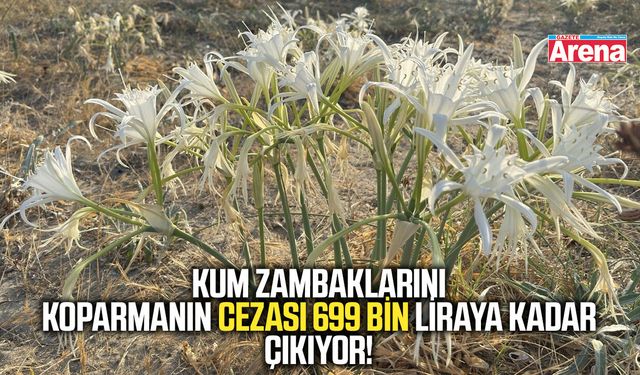 Kum zambaklarını koparmanın cezası 699 bin liraya kadar çıkıyor