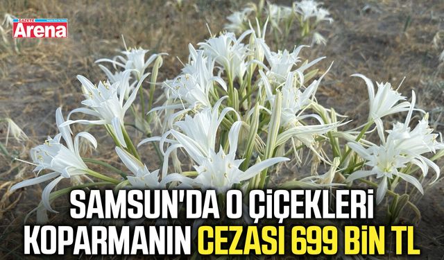 Samsun'da o çiçekleri koparmanın cezası 699 bin TL