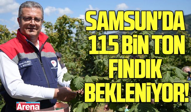 Samsun'da 115 bin ton fındık bekleniyor
