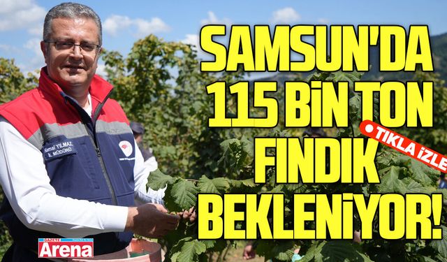 Samsun'da 115 bin ton fındık bekleniyor