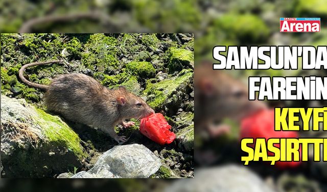 Samsun'da farenin keyfi görenleri şaşırttı