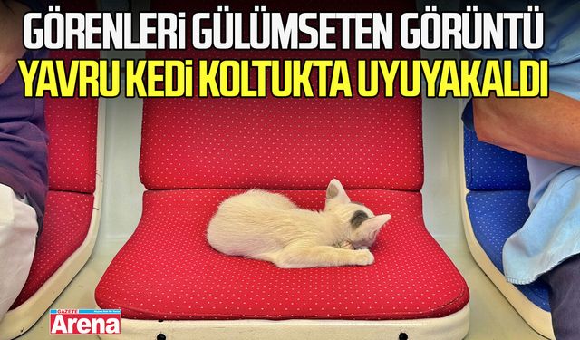 Samsun'da görenleri gülümseten görüntü, yavru kedi koltukta uyuyakaldı