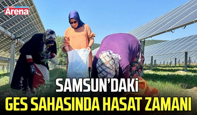 Samsun’da GES sahasında hasat zamanı