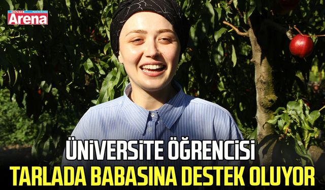 Samsun'da üniversite öğrencisi tarlada babasına destek oluyor