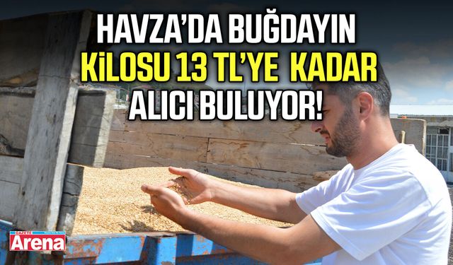 Havza’da buğdayın kilosu 13 liraya kadar alıcı buluyor