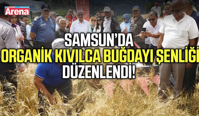 Samsun Yakakent'te organik Kavılca buğdayı hasat şenliği