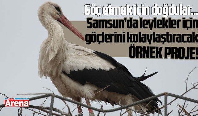 Samsun’da leylekler için özel proje