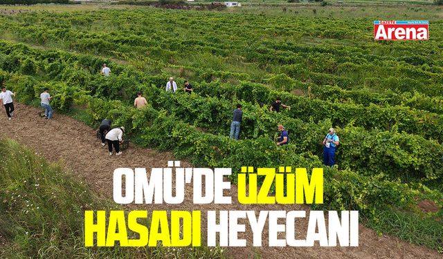 OMÜ'de üzüm hasadı başlıyor