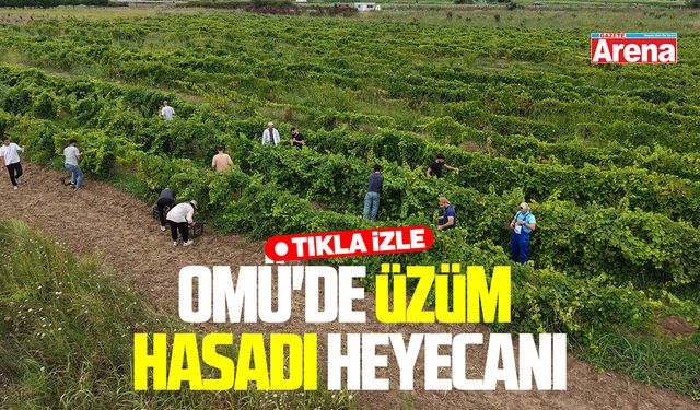 OMÜ'de üzüm hasadı başlıyor