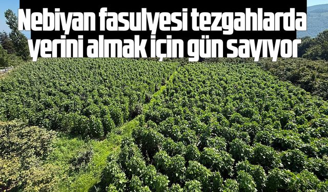 Nebiyan fasulyesi tezgahlarda yerini almak için gün sayıyor