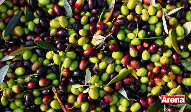 Baktat Zeytin'e mahkemeden kritik karar! 1 yıllık kesin mühlet