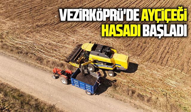 Vezirköprü'de ayçiçeği hasadı başladı