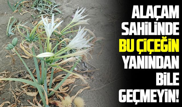 Alaçam sahilinde kum zambaklarını koparmaya ağır ceza