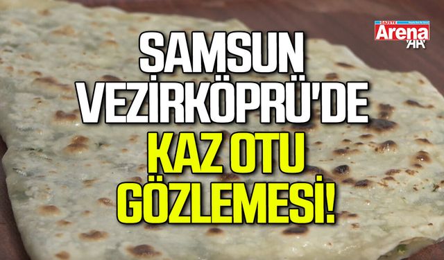 Vezirköprü'de kaz otu gözlemesi