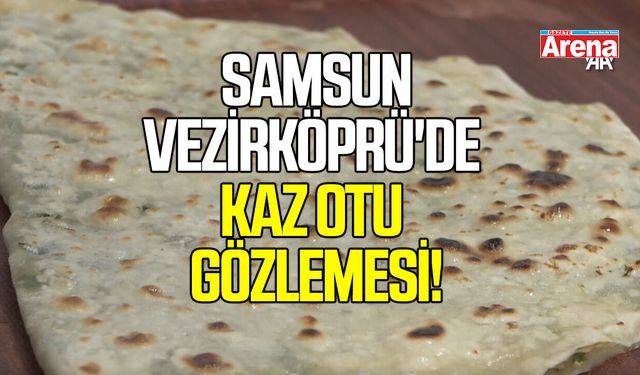 Vezirköprü'de kaz otu gözlemesi