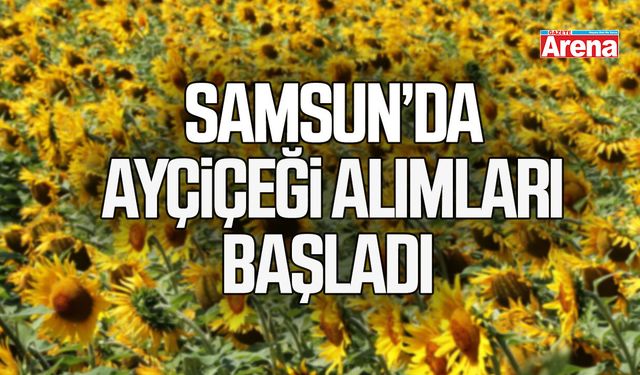 Samsun’da ayçiçeği alımları başladı: Hedef 35 bin ton