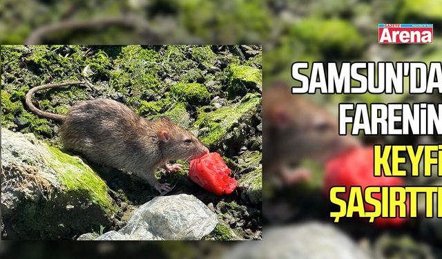 Samsun'da farenin keyfi görenleri şaşırttı