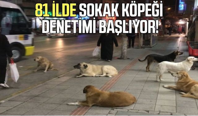 81 ilde sokak köpeği denetimi başlıyor