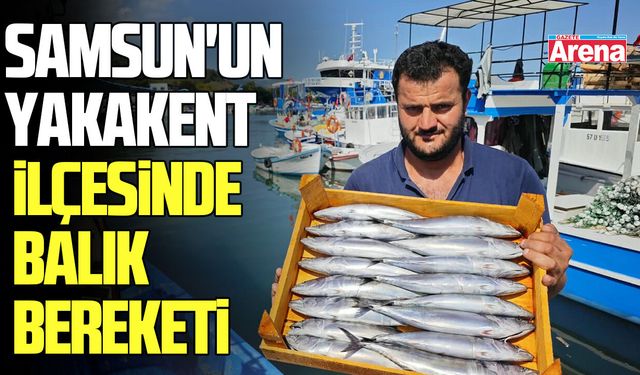Samsun'un Yakakent İlçesinde balık bereketi