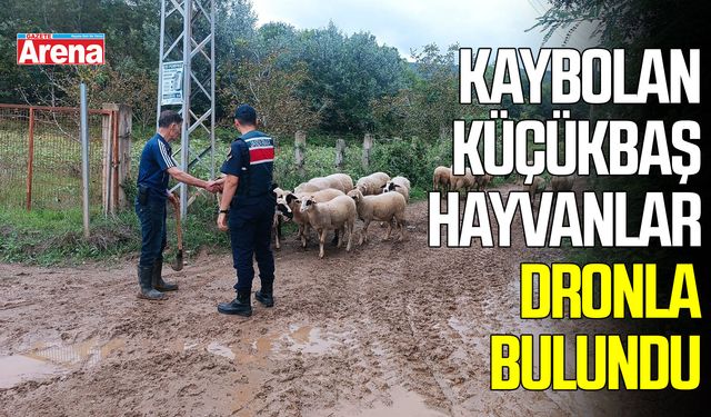 Samsun’da kaybolan küçükbaş hayvanlar dronla bulundu