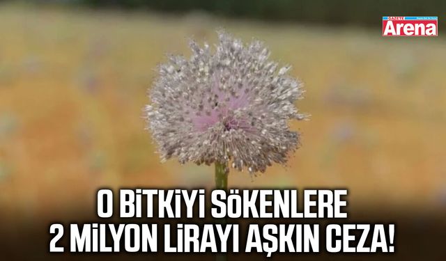 O bitkiyi sökenlere 2 milyon lirayı aşkın ceza!