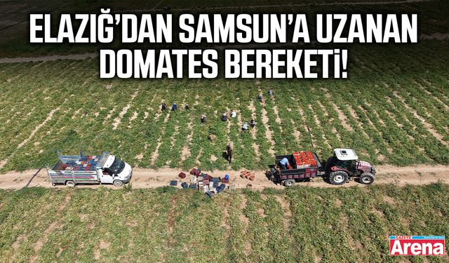 Elazığ’dan Samsun’a uzanan domates bereketi!