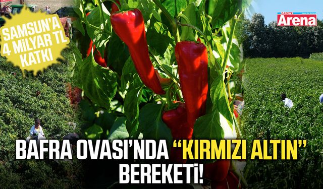 Bafra Ovası’nda kırmızı altın bereketi!