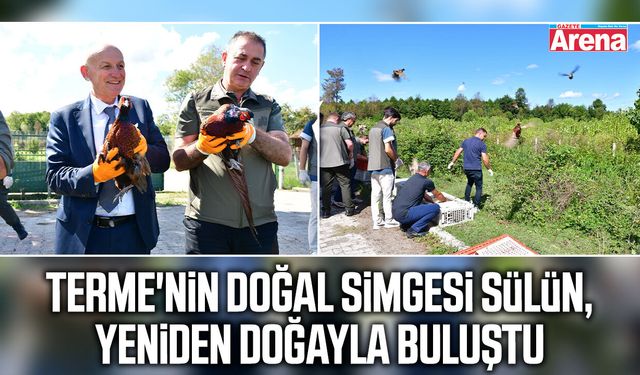 Terme'nin doğal simgesi sülün, yeniden doğayla buluştu