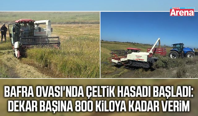 Bafra Ovası'nda çeltik hasadı başladı