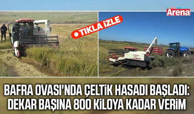 Bafra Ovası'nda çeltik hasadı başladı