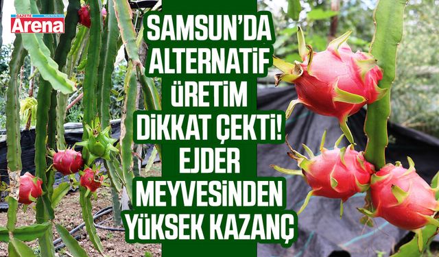 Samsun’da ejder meyvesi bereketi! Üretici 1 ton ürün bekliyor