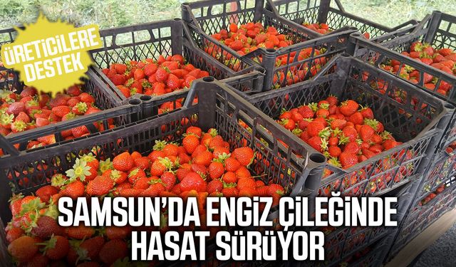 Samsun’da Engiz çileğinde hasat sürüyor