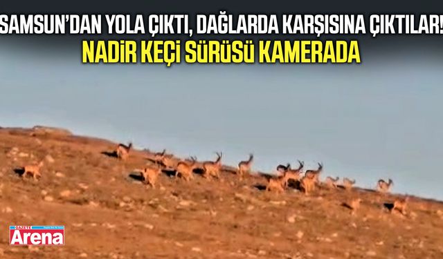 Samsun’dan yola çıktı, dağlarda karşısına çıktılar!