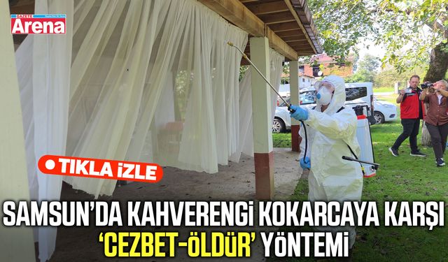 Samsun’da kahverengi kokarcaya karşı cezbet-öldür yöntemi