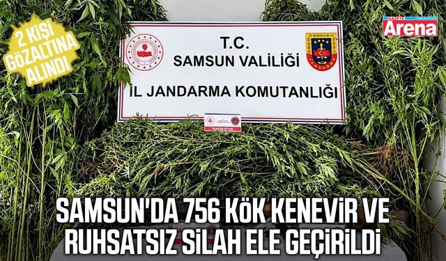 Samsun'da 756 kök kenevir ve ruhsatsız silah ele geçirildi