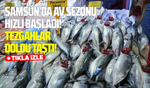 Karadeniz’de vira bismillah bereketi: Palamut tezgâhları doldurdu!