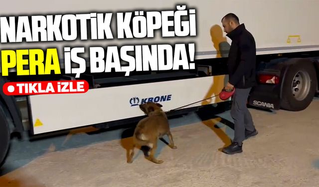 Narkotik köpeği Pera iş başında: Buzdolabından zehir çıktı